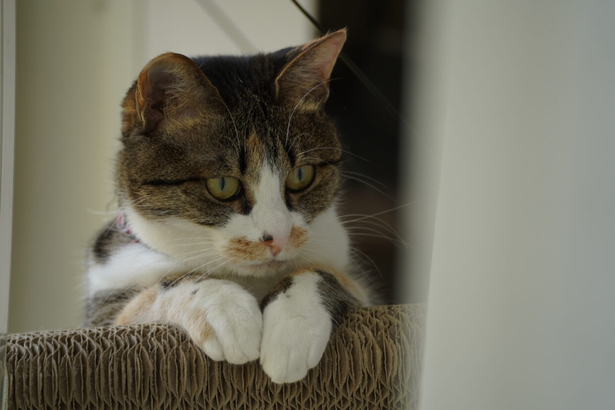 cat in hammock